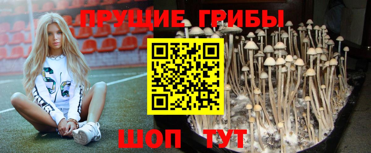 сколько стоит  Вход с VPN  Чернушка  Псилоцибиновые грибы GOLDEN TEACHER  Псилоцибиновые грибы Psilocybe 