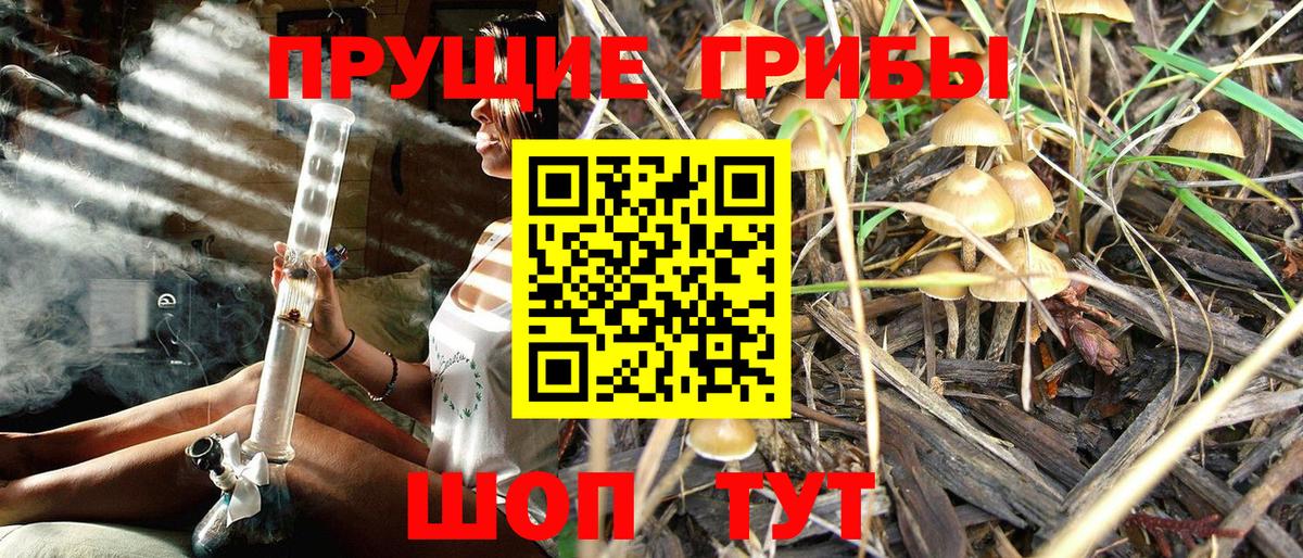 Галлюциногенные грибы Psilocybe Чернушка